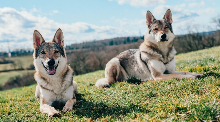 Tamaskan Dogs on Grass