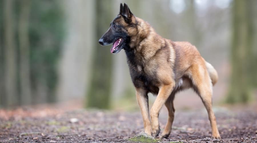 Tan Belgian Malinois Dog