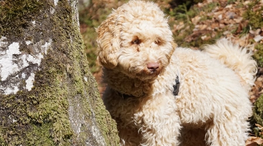 Tan Curly Dog Standing by Tree
