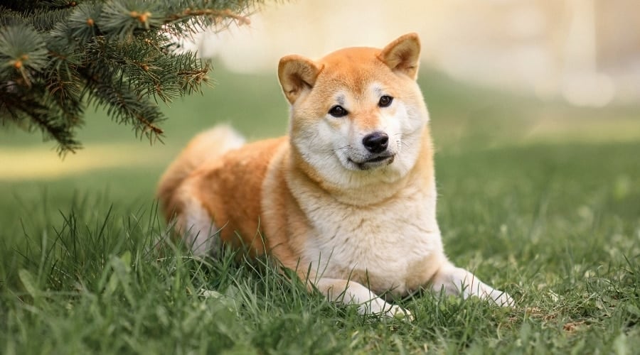 Tan Dog Lounging in the Grass