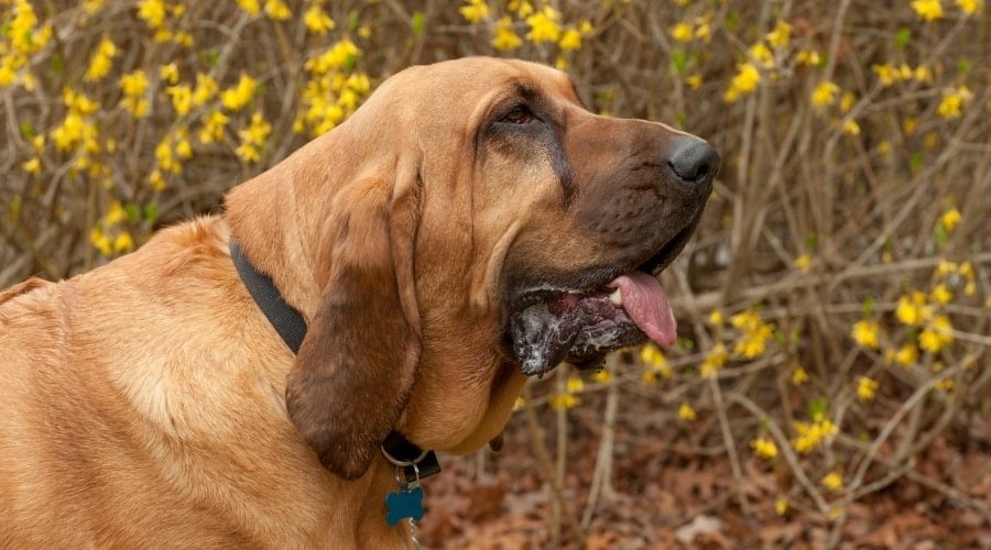 Tan Dog Near Yellow Flowers