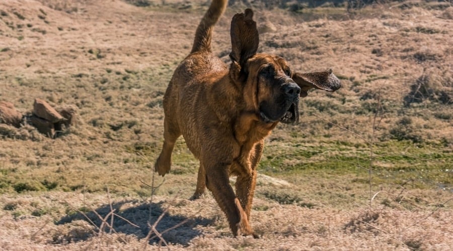 Tan Dog Running and Exercising Outdoors