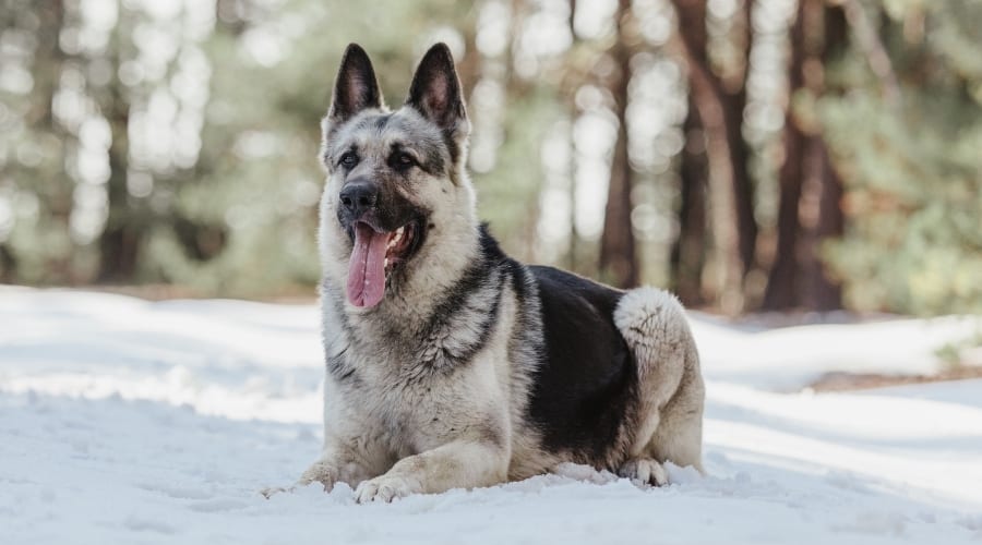 Tan Dog With Black Back and Ears Laying in Snow
