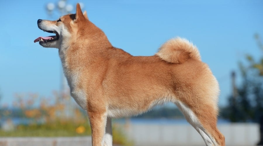 Tan Dog in Stack Pose