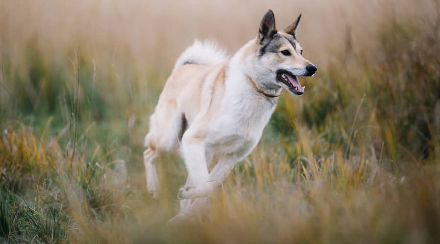 Tan Dog with Black Ears Running in Field