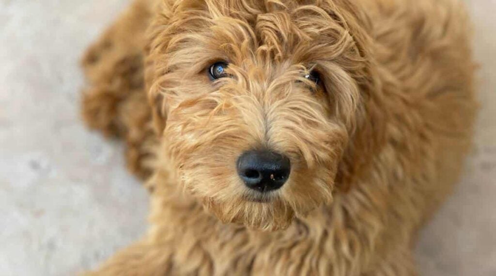 Tan Goldendoodle looking up at the camera.