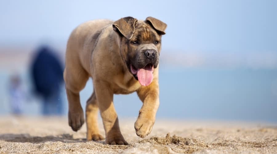 Tan Italian Mastiff Outdoors