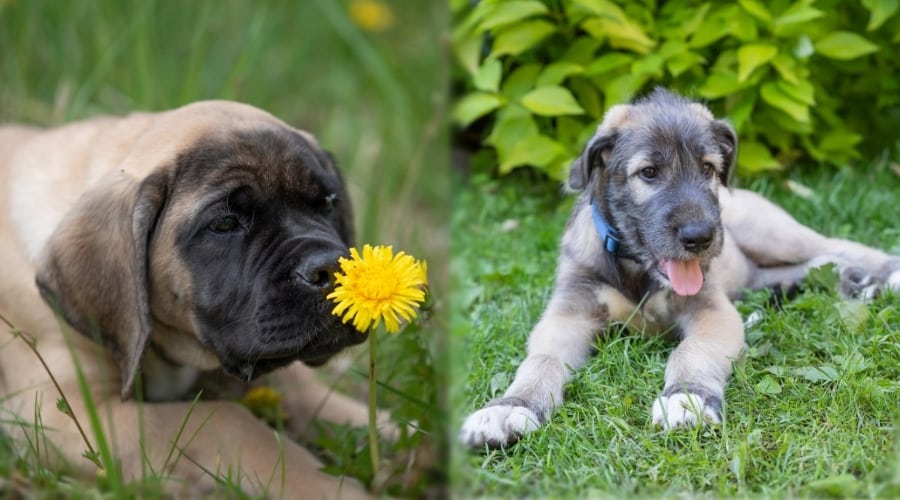 Two Giant Breed Puppies