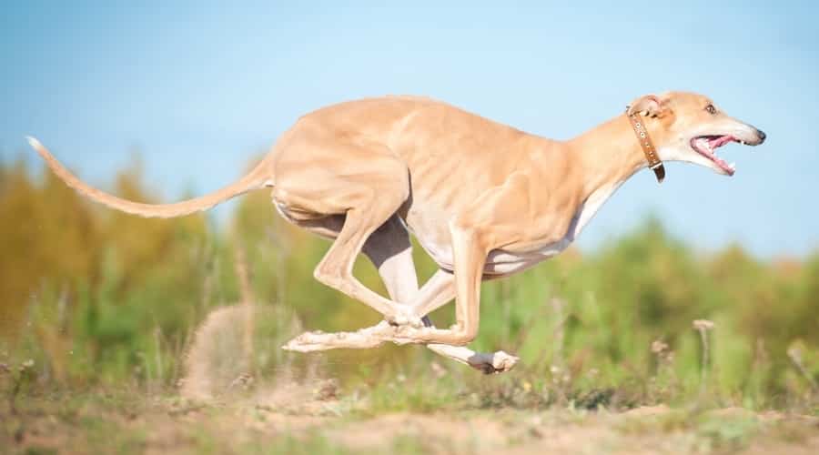 Tan Skinny Dog Running Fast