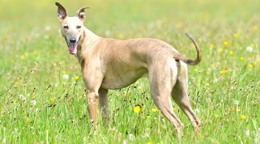 Tan Skinny Dog Standing in Field of Flowers