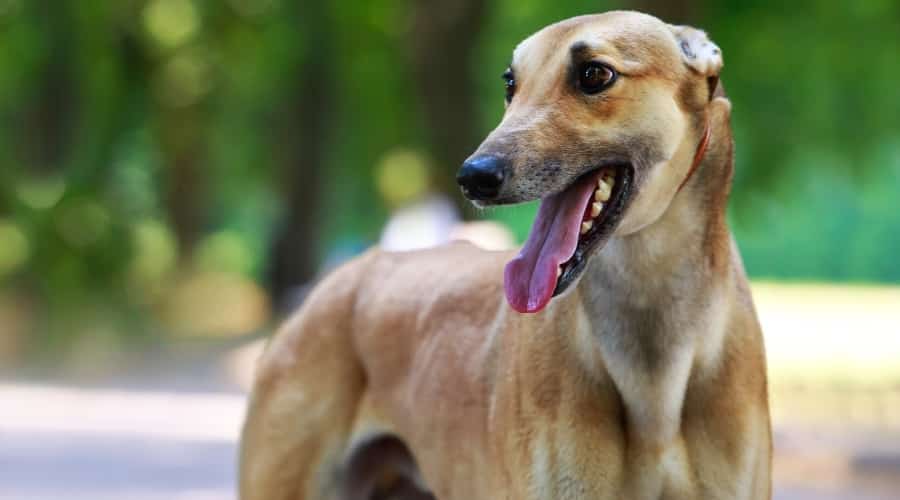 Tan Tall Skinny Dog Standing in Front of Camera