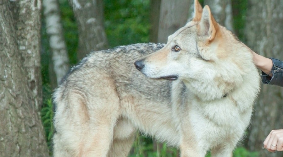 Tan Wolf Like dog outside.