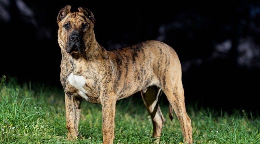 Tan and Black Brindle Dog