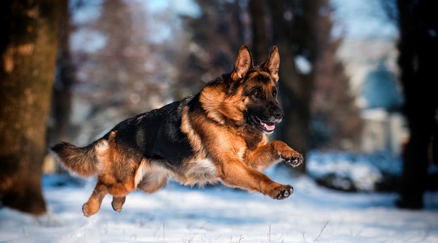 Tan and Black Dog Running in Snow