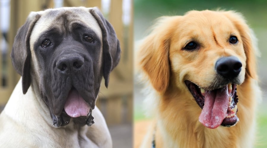 Tan and Black Dog and Yellow Dog With Tongue Out