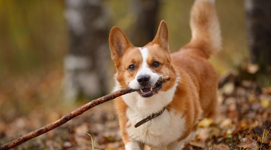 Tan and White Dog with Stick in His Mouth