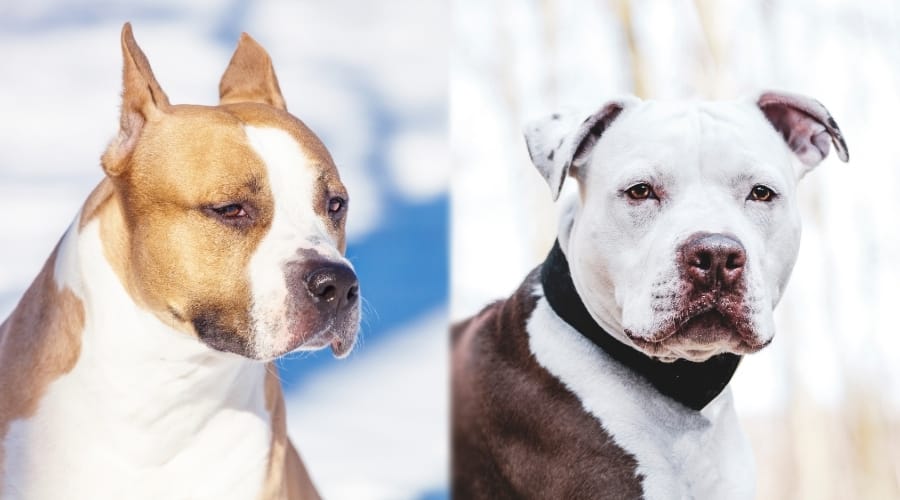 Tan and White with Brown Spots Dogs Outdoors