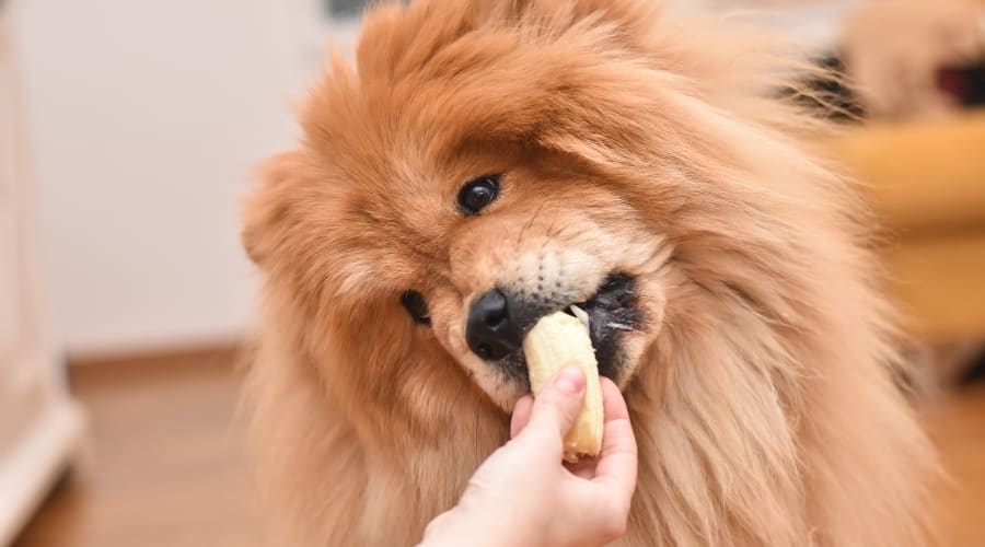 tan chow dog safely eating peeled banana