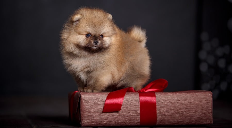 Teacup Pom Puppy