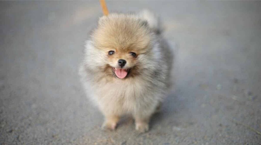 White Teacup Pomeranian on leash smiling on sidewalk