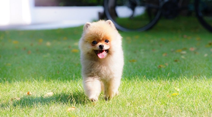 Teacup Pomeranian Exercising