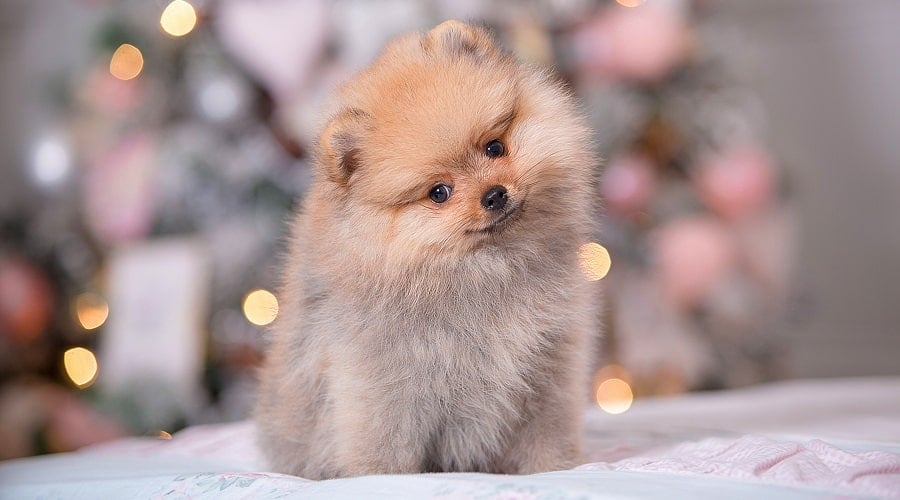 Teacup Pomeranian Healthy Puppy