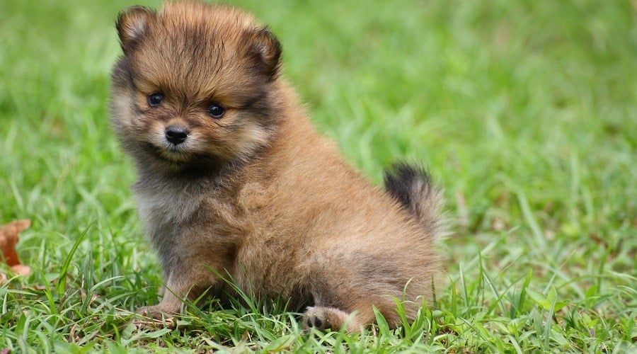 Teacup Pomeranian Puppy