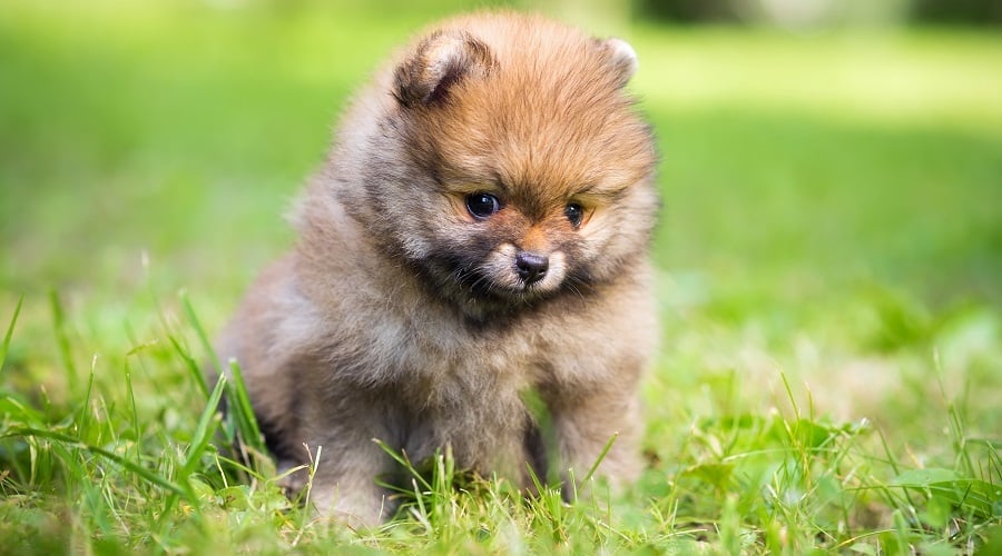 Teacup Pomeranian Training as a Puppy