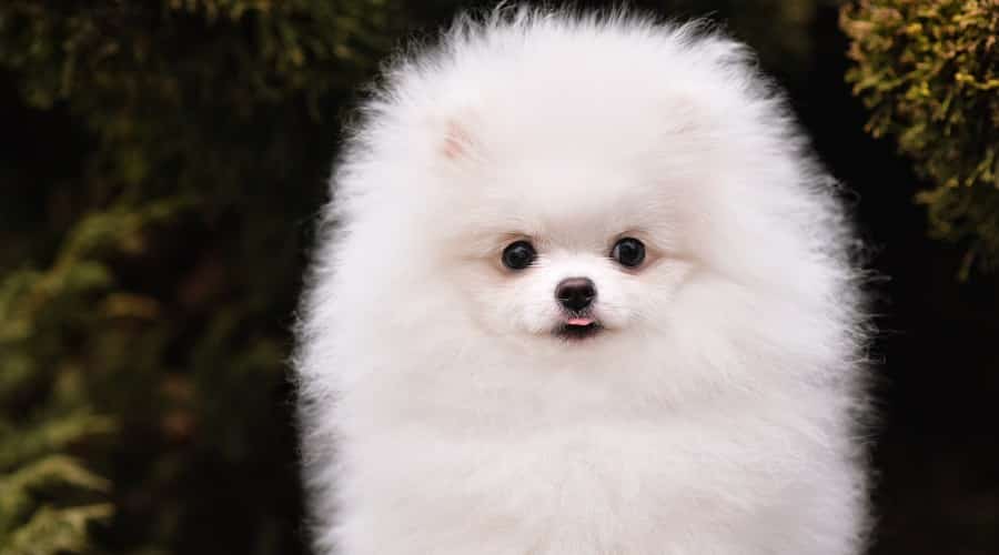Teacup Pomeranian White Coat