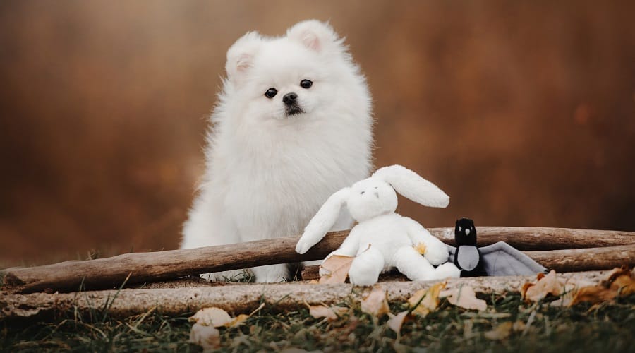 Teacup Pomeranian needing groomed