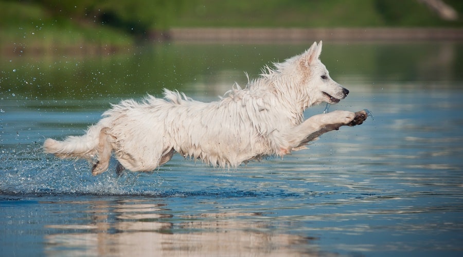 Temperament for the White GSDs