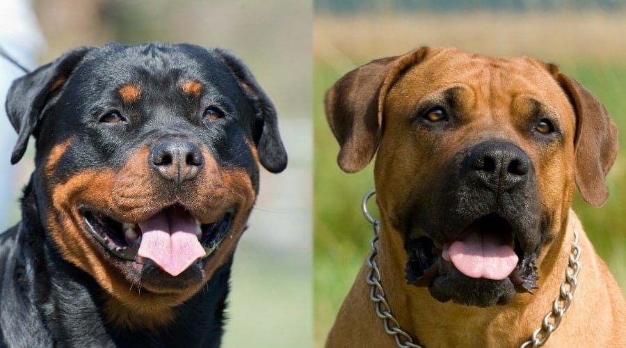 Temperament of Rottweiler vs. Boerboels