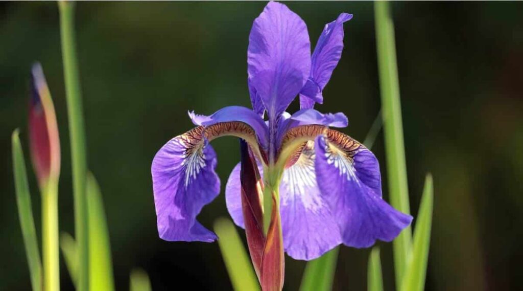 Iris