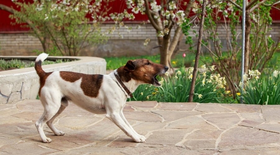 Terrier Dog Showing Aggression