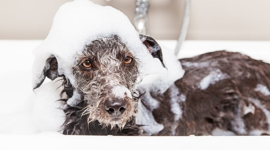 Terrier dog in bath with shampoo bubbles on head.