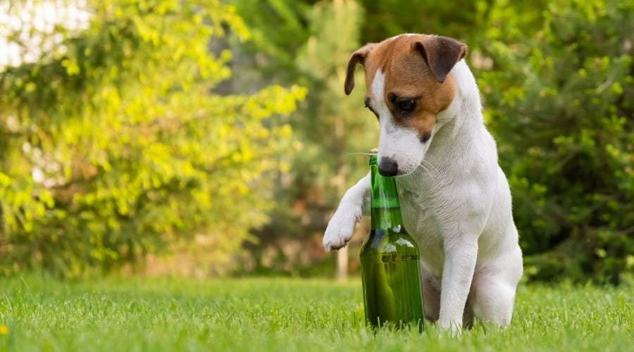 Terrier With Green Glass beer Bottle.