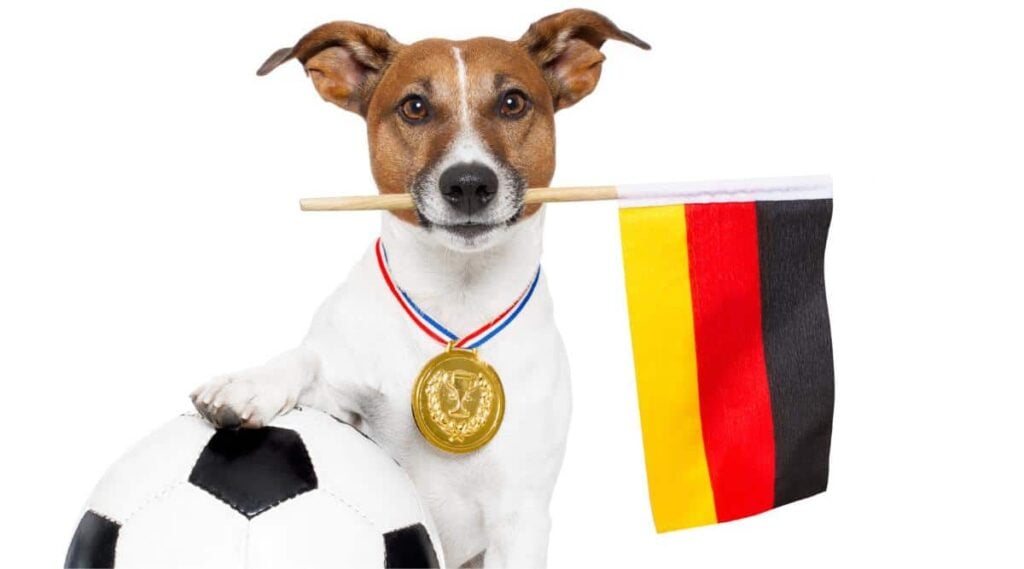 Terrier dog with a German flag in mouth sitting next to soccer ball