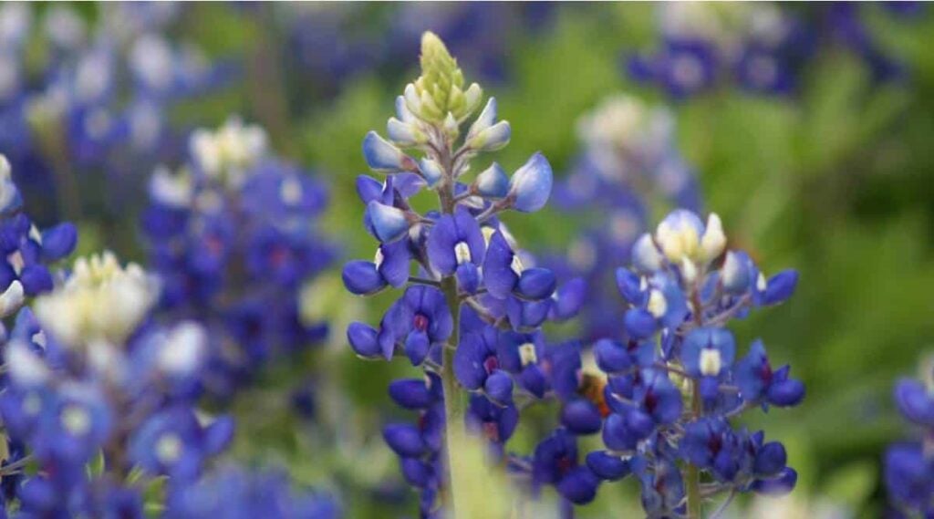 Texas Bluebonnet