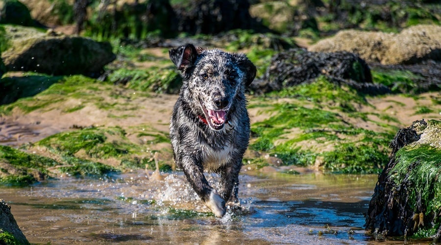 The Borgi Mixed Breed