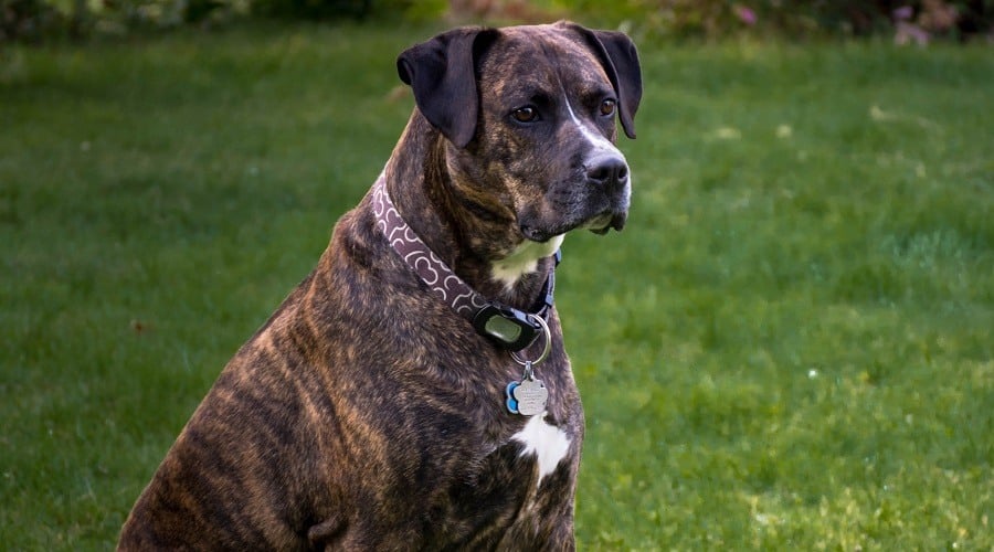 The Boxador Dog