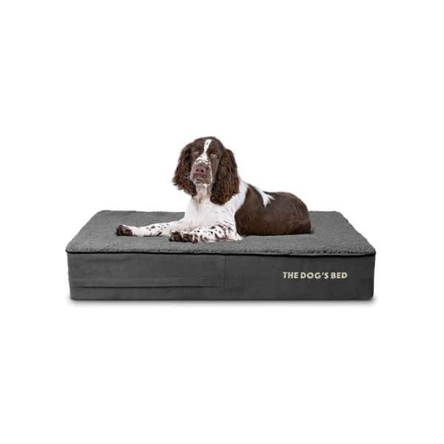 Best Dog Beds For Poodles: Couch, Mattress, Elevated & More | Canine ... - Canine Orthopedic Elevated Bed Review