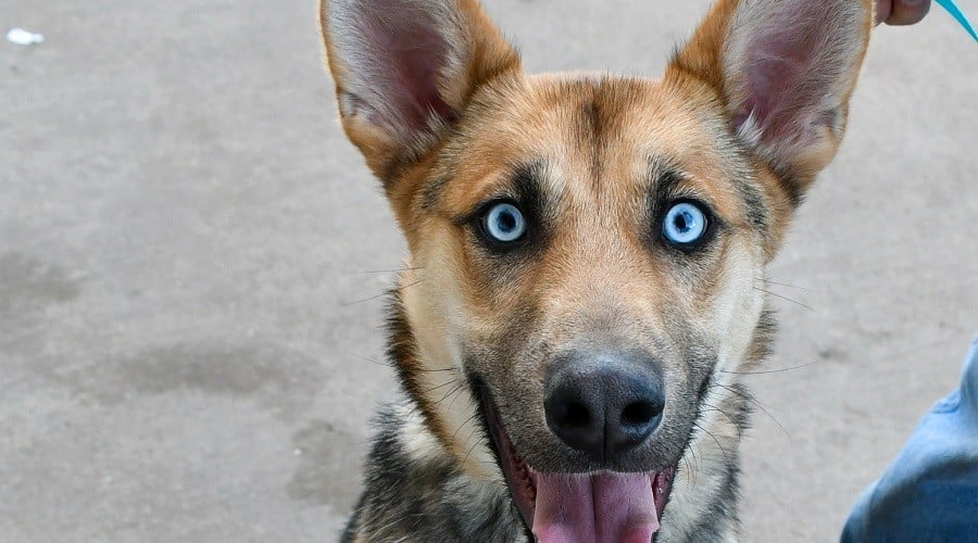 The Gerberian Shepsky Living Conditions