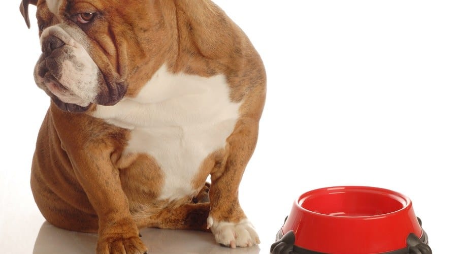 Picky Bulldog looking away from bowl.