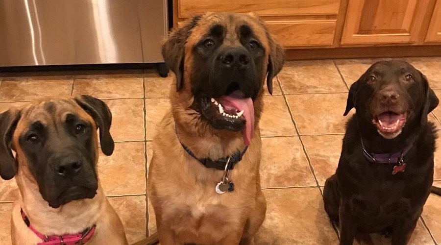 The Wilson Dog Clan