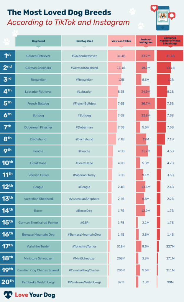 Most Photographed Dog Breed Chart Infographic