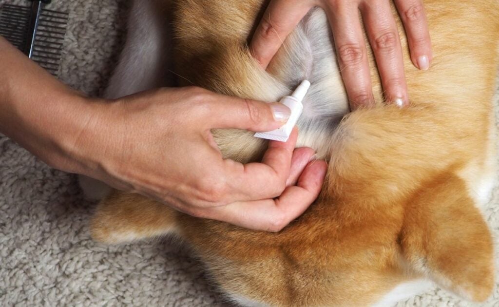 The owner applies flea and tick drops to the withers of a large red dog.