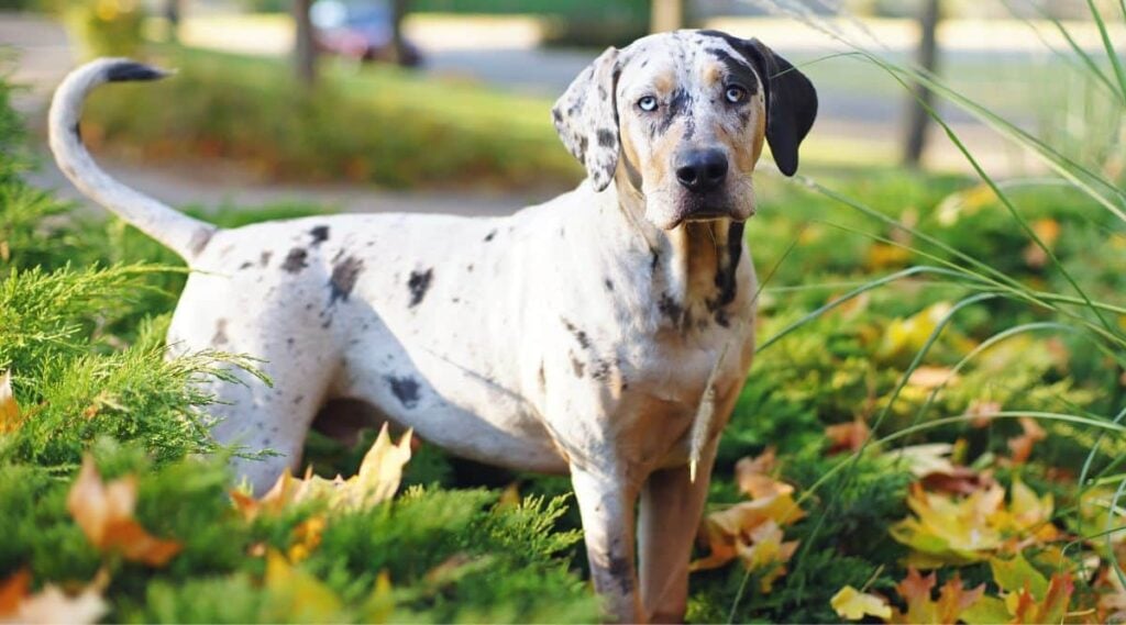 The portrait of a young Louisiana Catahoula Leopard dog staying in autumn park.
