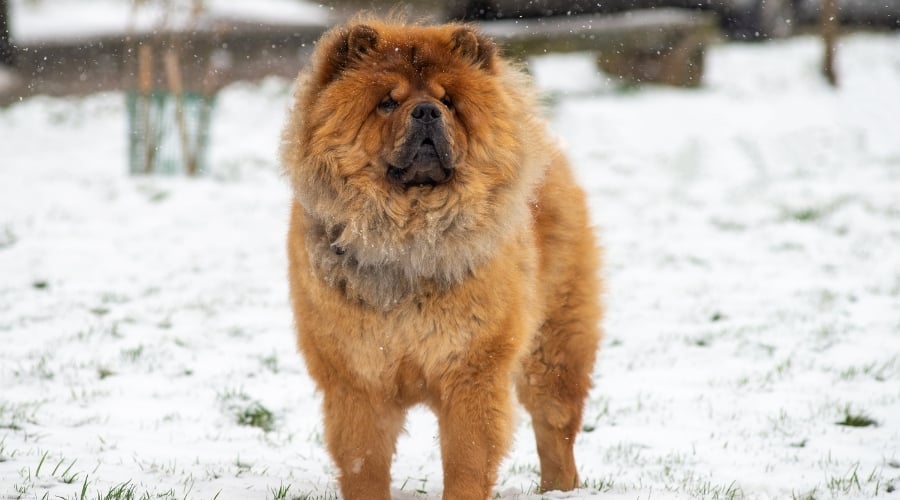 Thick Coated Dog Breed Outside in Snow