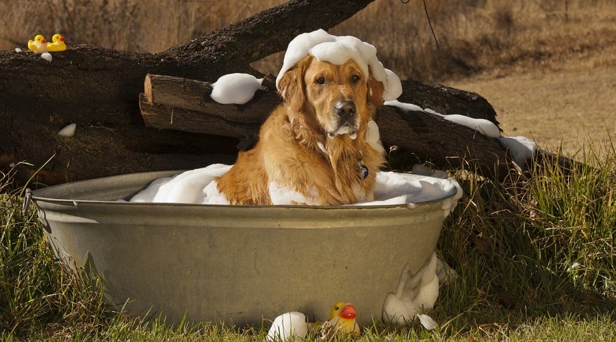 Ingredients to Avoid When Bathing Your Golden Retriever