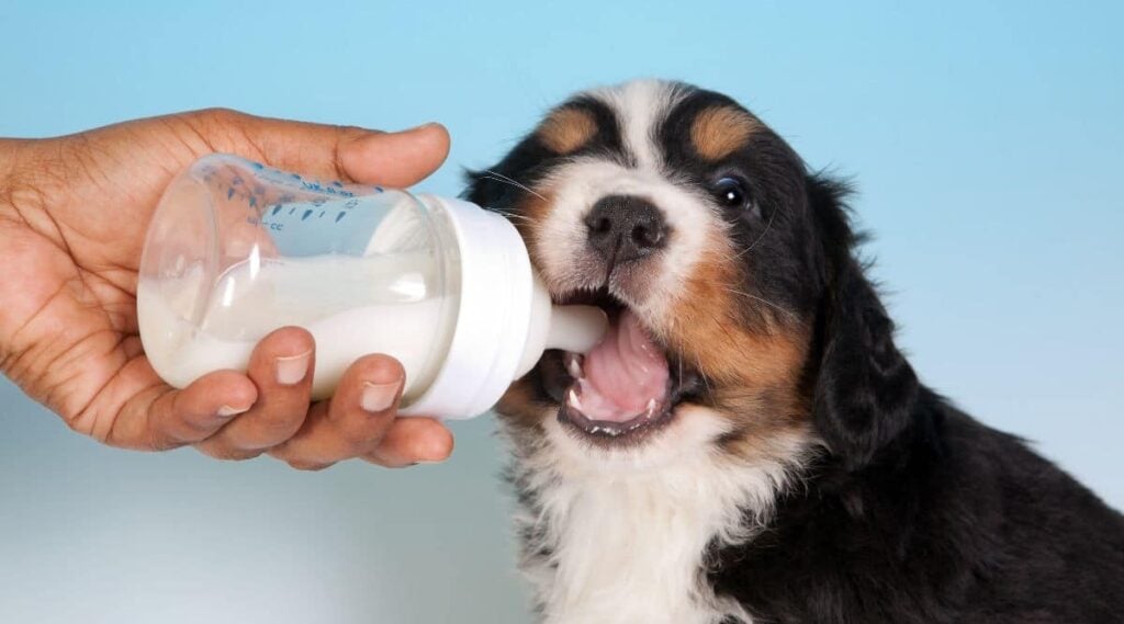 Thirsty 7 weeks old Bernese Mountain dog puppy drinking milk